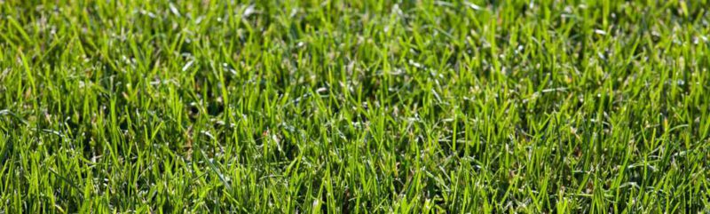 Tipps für einen schönen, gepflegten Rasen — Fertigrasen Mayer — Der